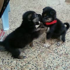 German  shepherd pups