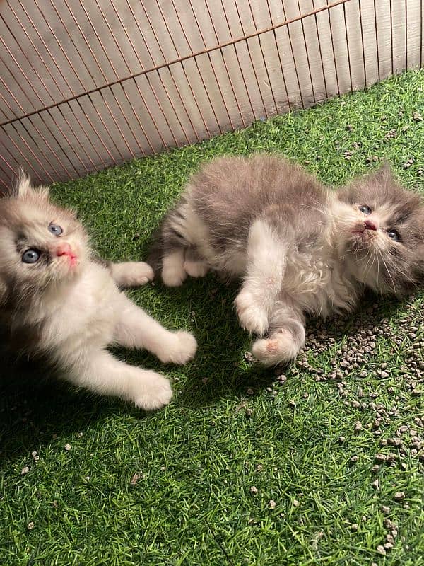 kittens triple coat WhatsApp 03021844977 4