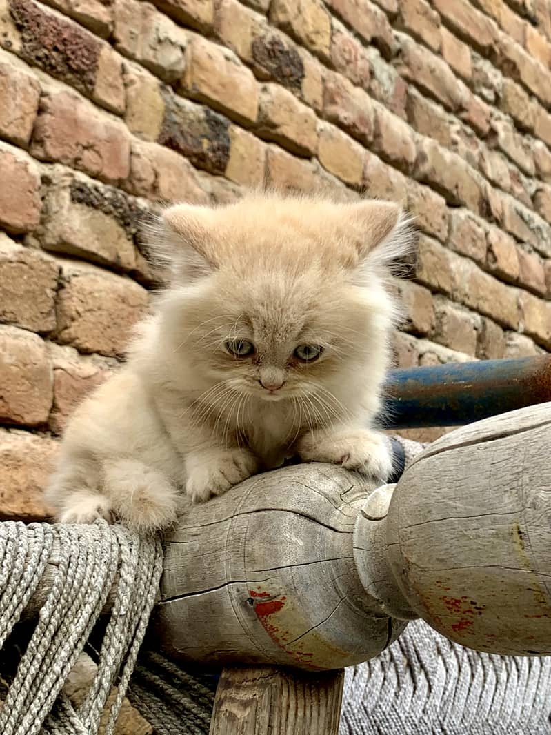 brown female kitten 5