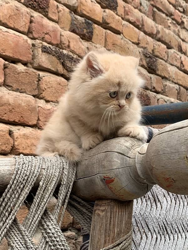 brown female kitten 6