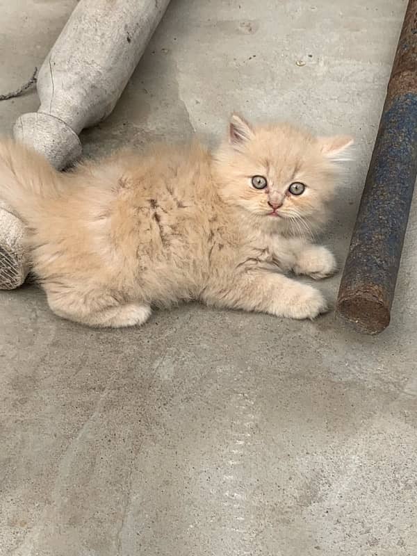 brown female kitten 10