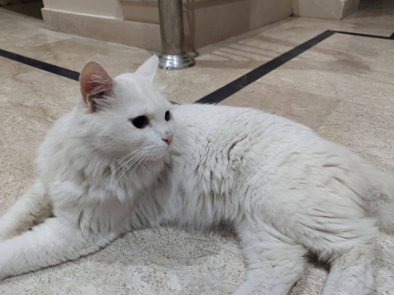 Fully vaccinated 10 month old Male cat for sale 2