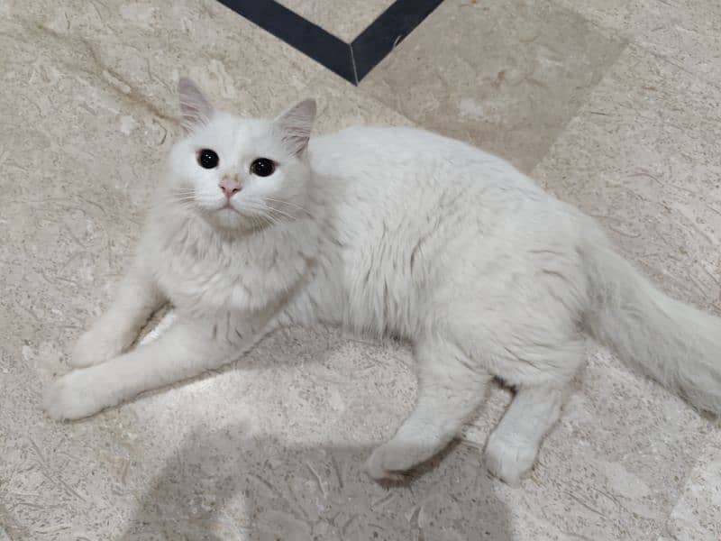 Fully vaccinated 10 month old Male cat for sale 3