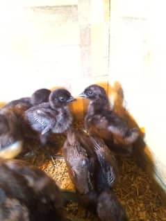 Ayam simani chicks for sale.