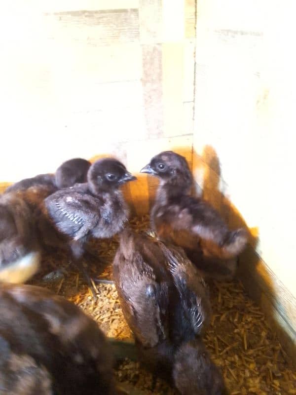 Ayam simani chicks for sale. 0