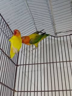 love birds breeder pair