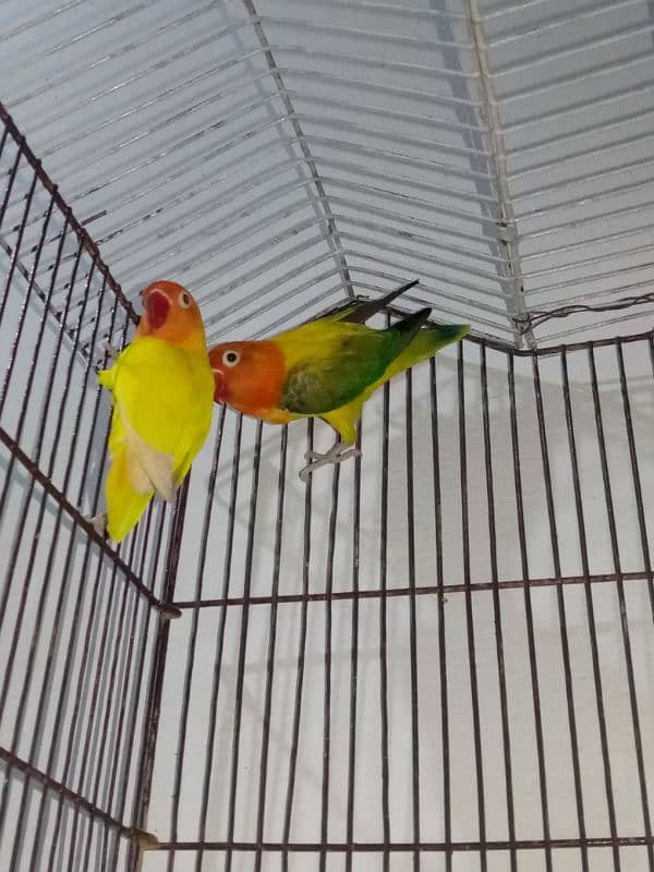 love birds breeder pair 1