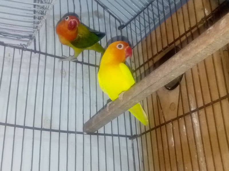 love birds breeder pair 2