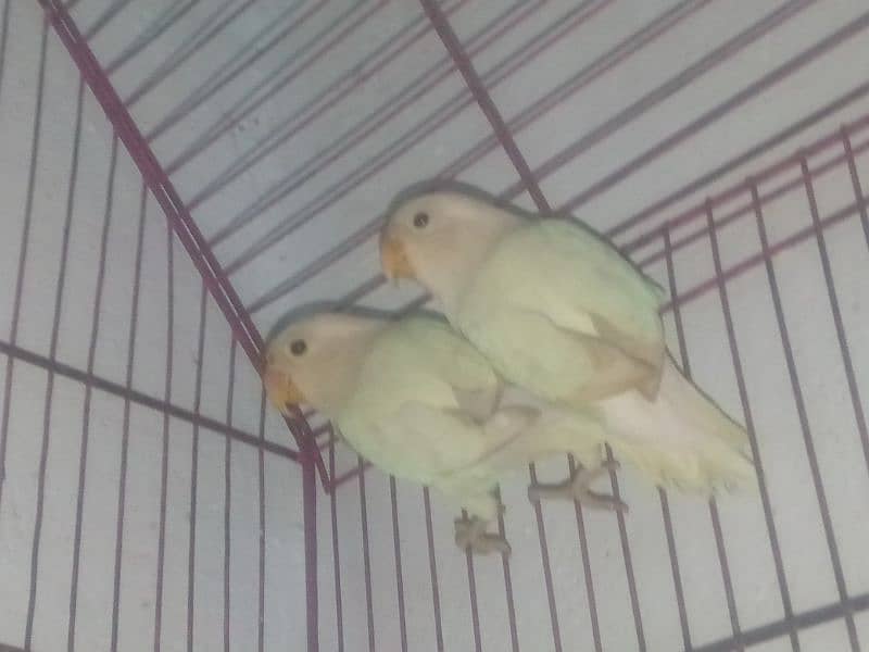 love birds breeder pair 3