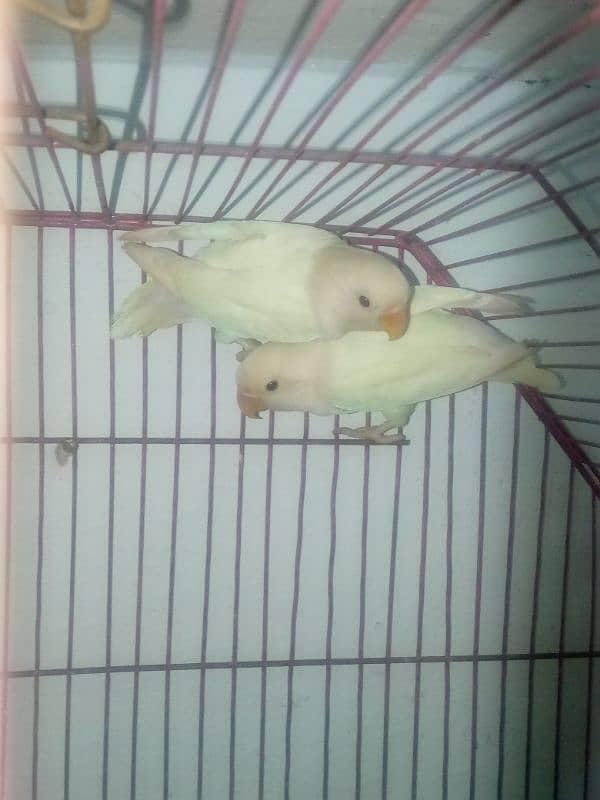 love birds breeder pair 7