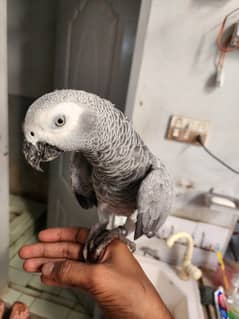 Grey parrot