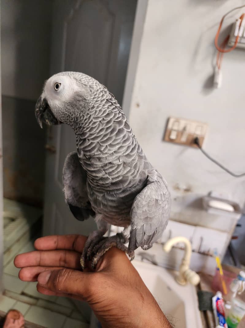 Grey parrot 2