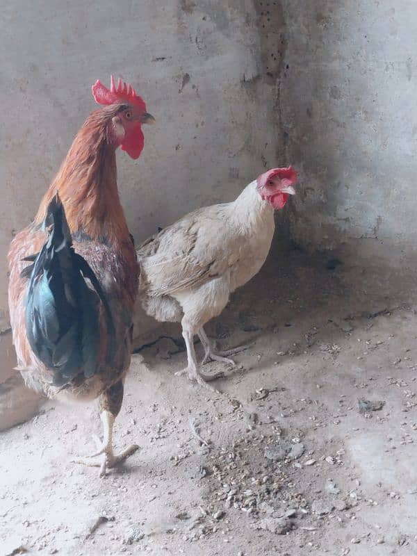 Desi hen's for sale total desi dana no feed 1