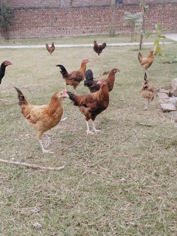 Desi hen's for sale total desi dana no feed 2