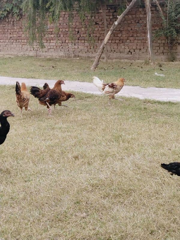 Desi hen's for sale total desi dana no feed 3