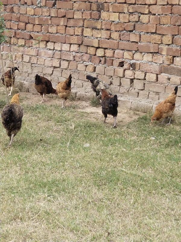 Desi hen's for sale total desi dana no feed 4