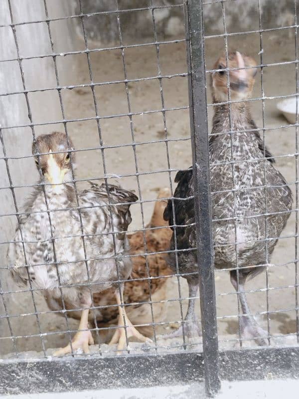 Desi hen's for sale total desi dana no feed 5