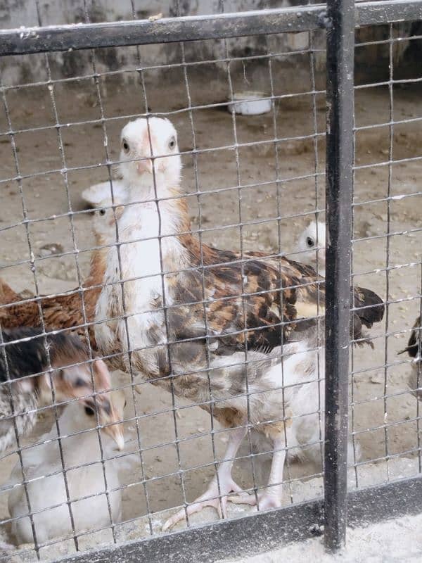 Desi hen's for sale total desi dana no feed 6