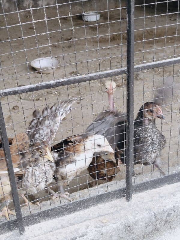 Desi hen's for sale total desi dana no feed 7