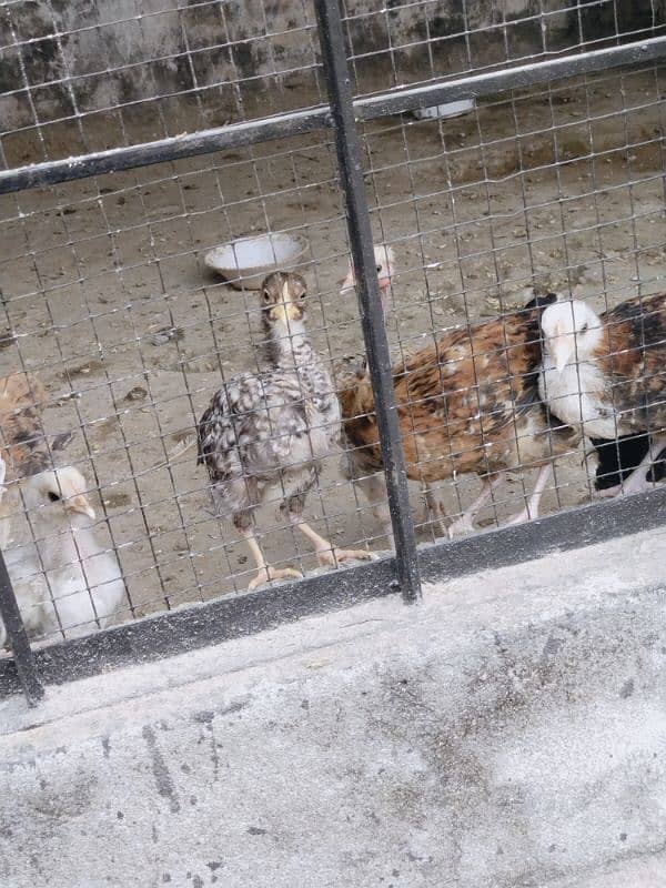 Desi hen's for sale total desi dana no feed 9