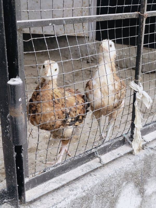 Desi hen's for sale total desi dana no feed 10