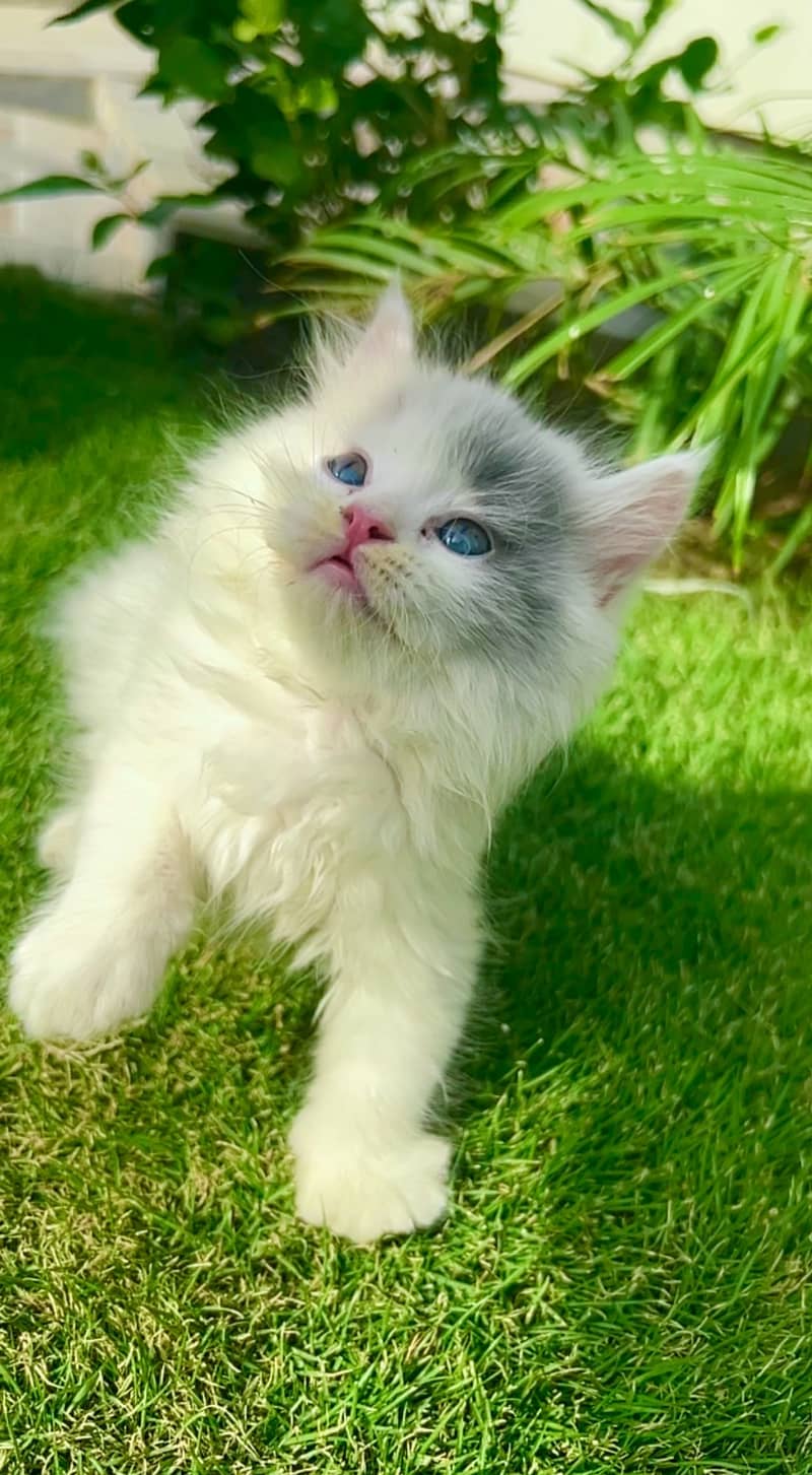 Pure White persian kitten 0