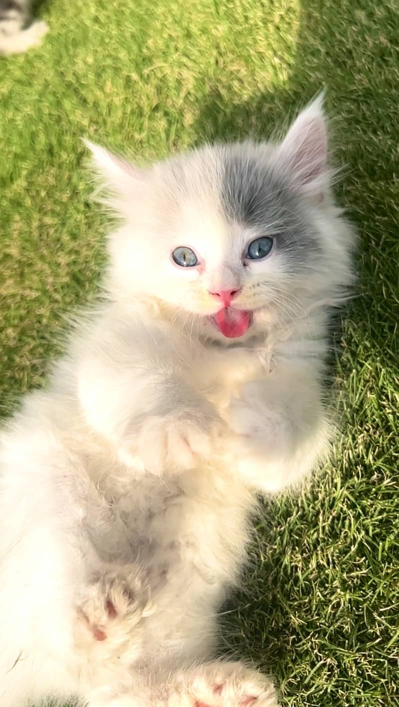 Pure White persian kitten 1