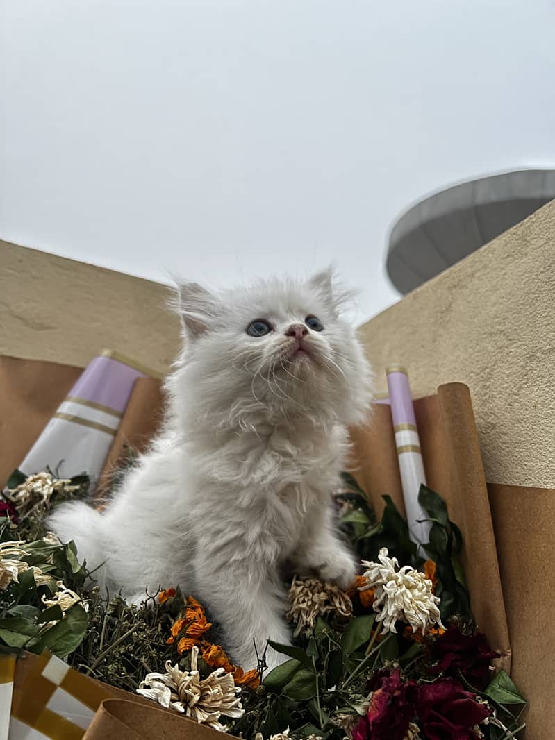 Pure White persian kitten 3