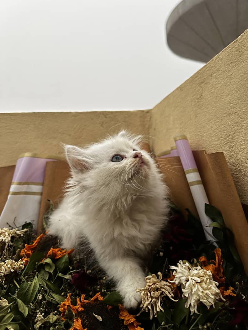 Pure White persian kitten 5