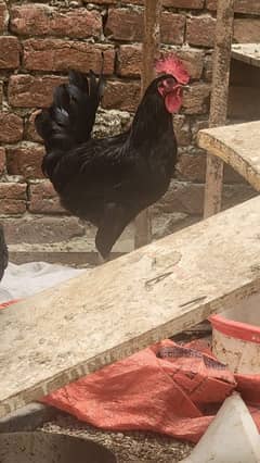 Australorp hen 7.5 months old