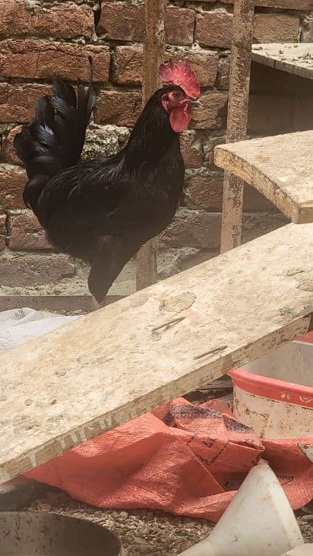 Australorp hen 7.5 months old 1