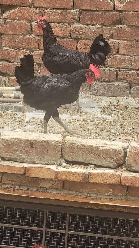 Australorp hen 7.5 months old 2