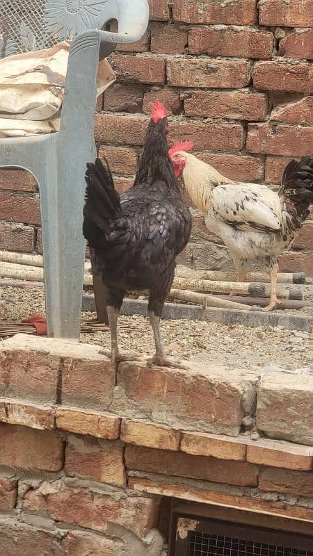 Australorp hen 7.5 months old 3