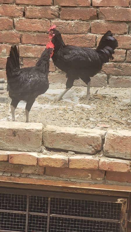 Australorp hen 7.5 months old 4