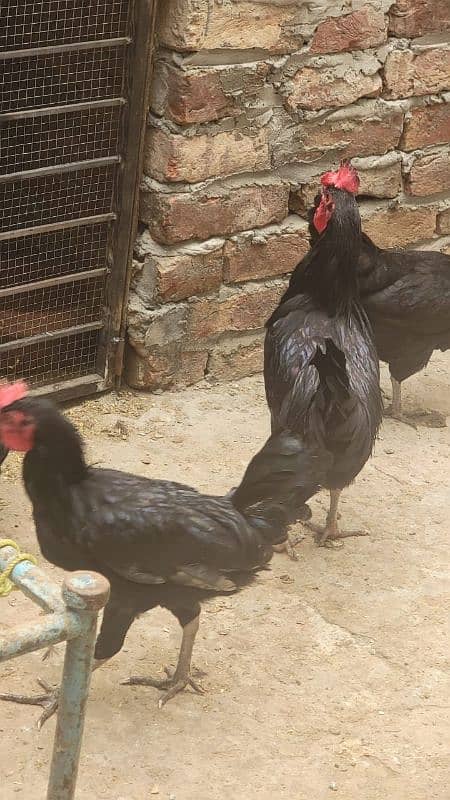 Australorp hen 7.5 months old 5