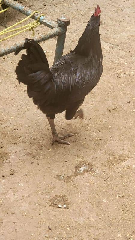 Australorp hen 7.5 months old 6