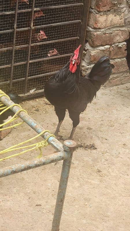 Australorp hen 7.5 months old 7