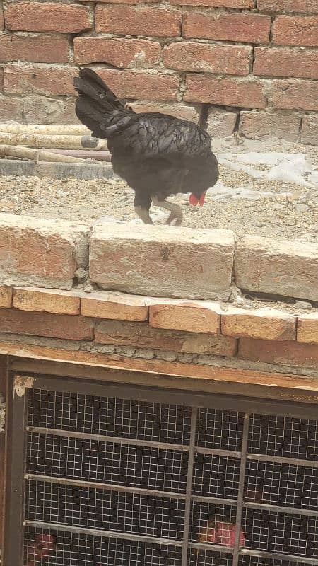 Australorp hen 7.5 months old 8