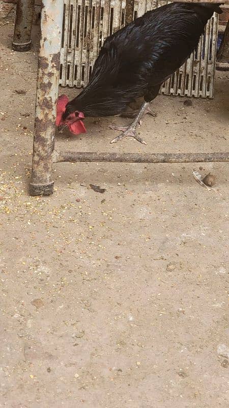 Australorp hen 7.5 months old 9