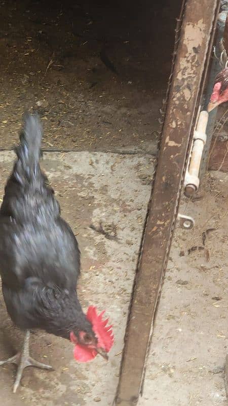 Australorp hen 7.5 months old 10