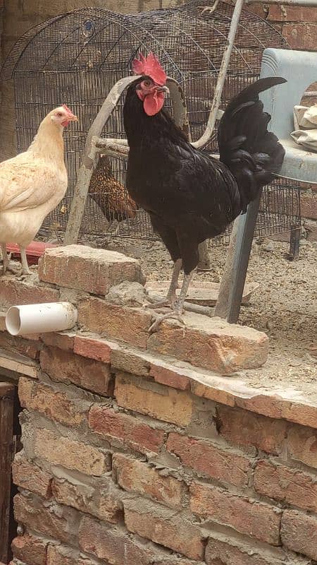 Australorp hen 7.5 months old 11