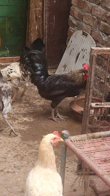 Australorp hen 7.5 months old 12