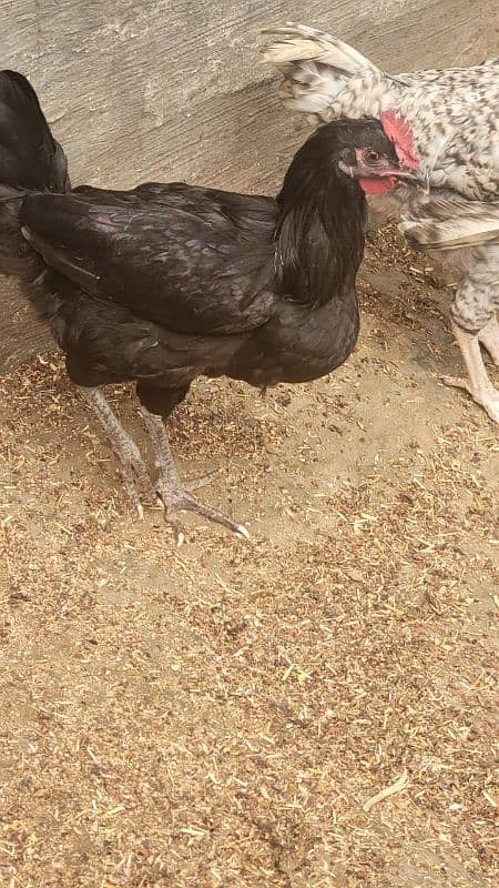 Australorp hen 7.5 months old 13