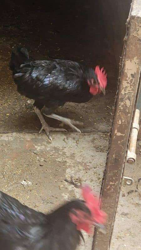 Australorp hen 7.5 months old 14