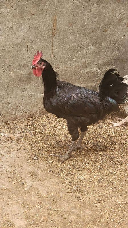 Australorp hen 7.5 months old 15