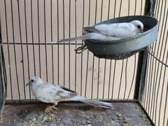 diamond pied, red pied, blue pied doves