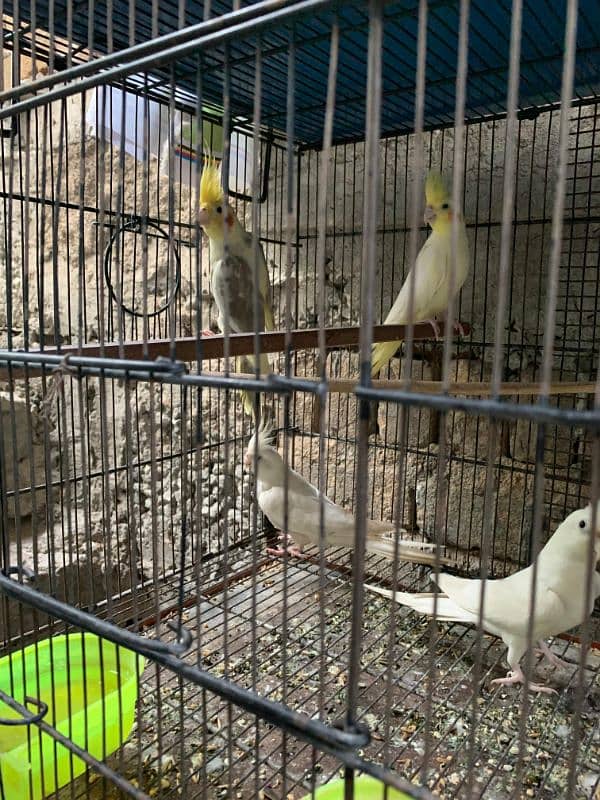 Cockatiel parrots For Sale / Cockatiel parrots 2