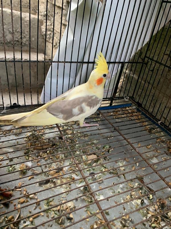 Cockatiel parrots For Sale / Cockatiel parrots 3