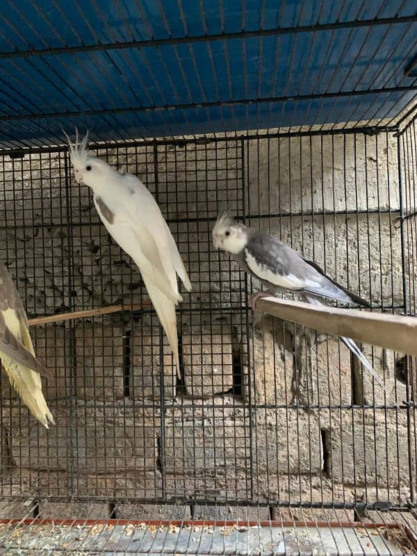 Cockatiel parrots For Sale / Cockatiel parrots 5