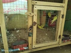 Parrots for sale (03346102383) contact on this number